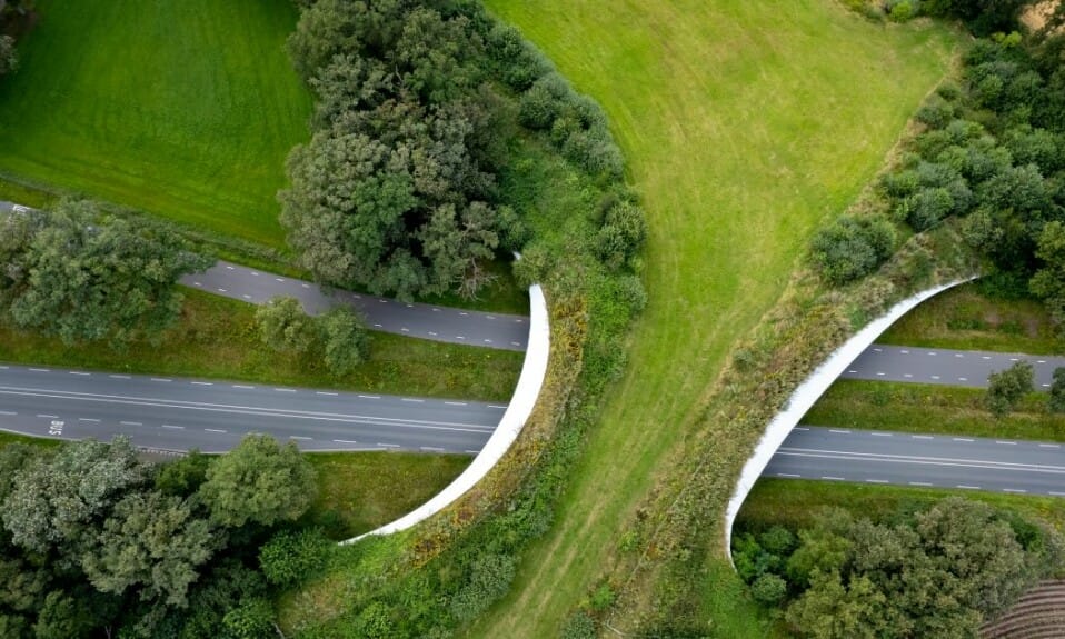 4 bekendste Nederlandse bossen en natuurgebieden