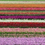 Architectonische Wonders: Moderne Kunst in Flevoland