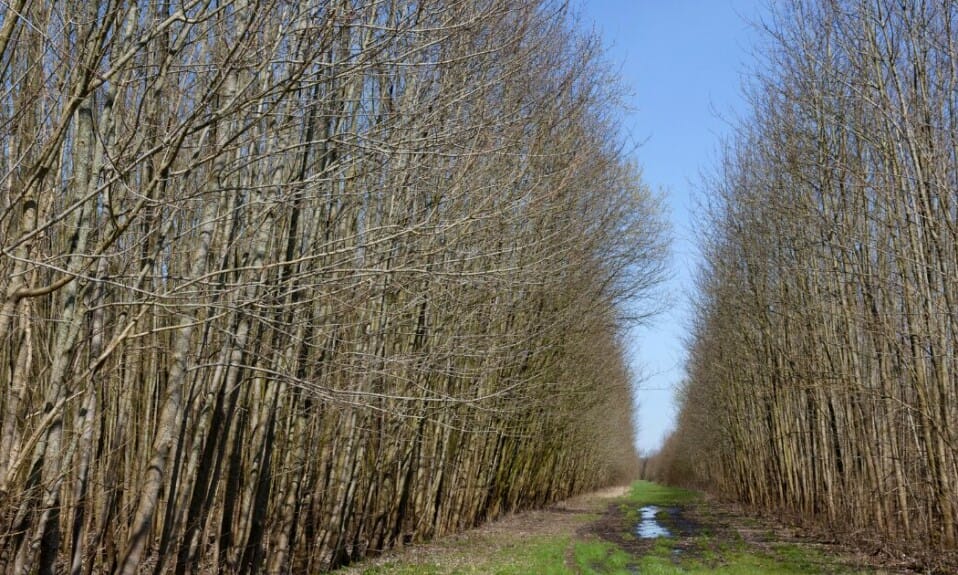 Bosrijk Avontuur: Verken de Bossen van Flevoland