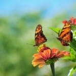 De Vlindertuin - Een tropisch paradijs