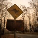 De diepte in: Australische bosbranden