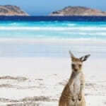 De ultieme reisgids (2024) voor Lucky Bay, Australië