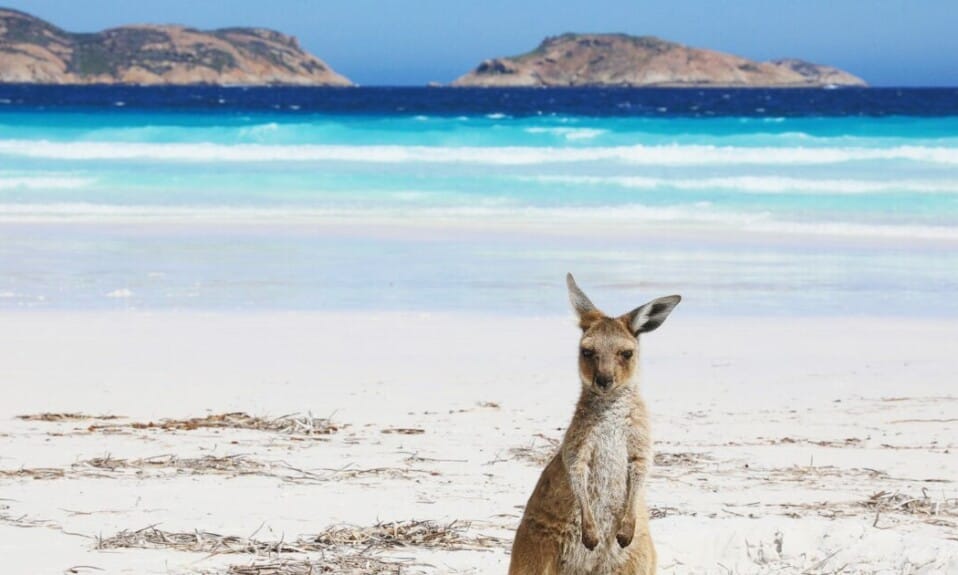 De ultieme reisgids (2024) voor Lucky Bay, Australië