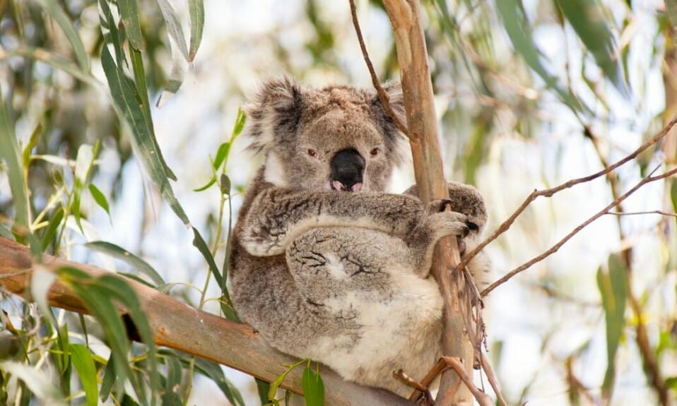 Gids voor de dieren van Australië in 2024