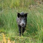 Groene oases: Natuurgebieden in Gelderland