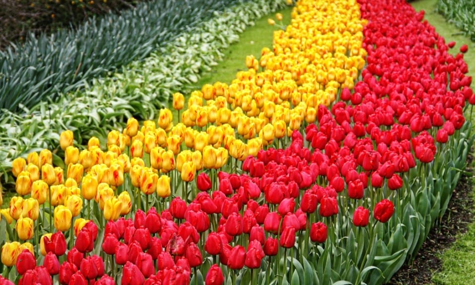 Instagram-perfect: De mooiste plekken in Keukenhof