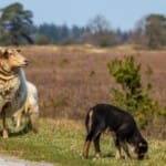 Natuurlijke pracht: Ontdek de natuurgebieden van Friesland