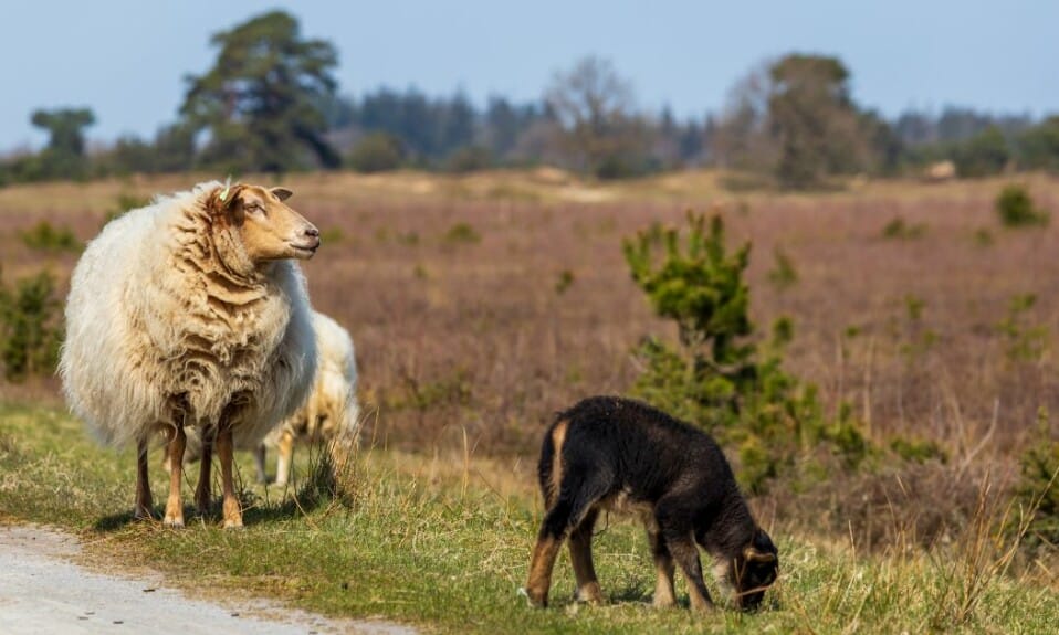 Natuurlijke pracht: Ontdek de natuurgebieden van Friesland