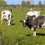 Ontdek het landschap langs de beroemde Betuweroute