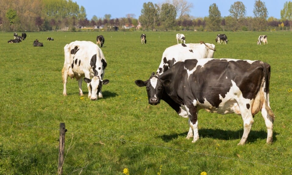 Ontdek het landschap langs de beroemde Betuweroute
