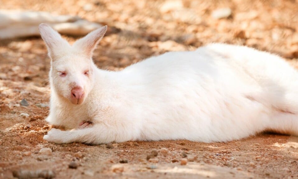 Bescherming van bedreigde dieren in Australië (2024)