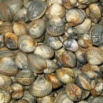 Smaakexplosie: Proef de culinaire hoogstandjes van Zeeland