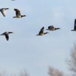 Vogels spotten bij vogelobservatie in Australië