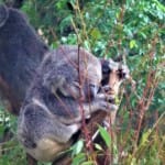 10 schattige dieren van Australië en waar je ze vindt