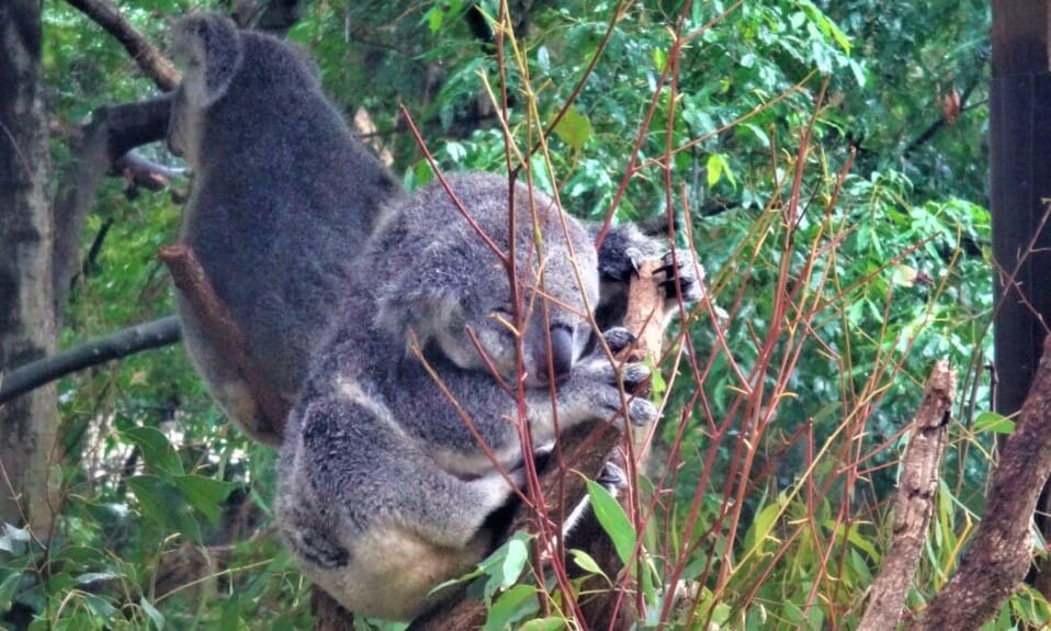 10 schattige dieren van Australië en waar je ze vindt