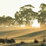 Werken in Australië op een boerderij in 2024