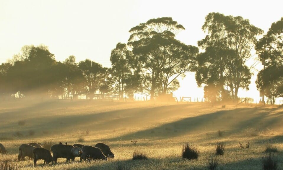 Werken in Australië op een boerderij in 2024